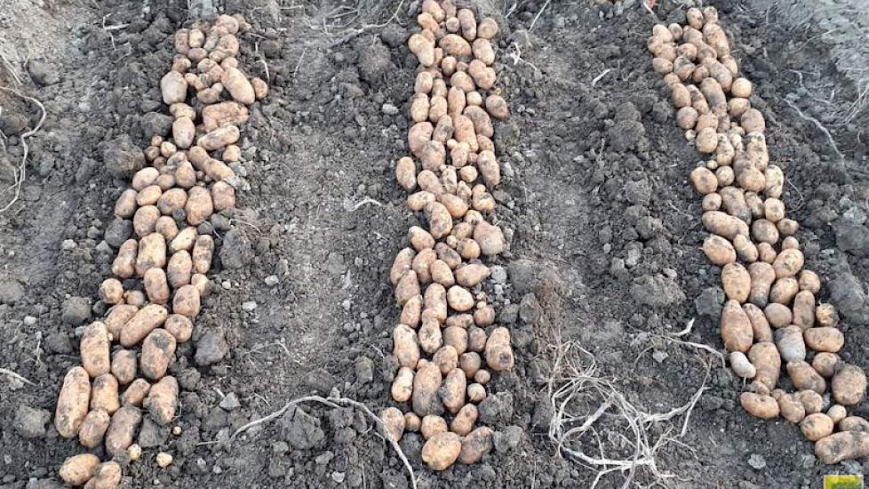Uit een vergelijkingsproef van Delphy blijkt dat insporing door berijding een aanzienlijke invloed kan hebbe op de opbrengst en kwaliteit van aardappelen.