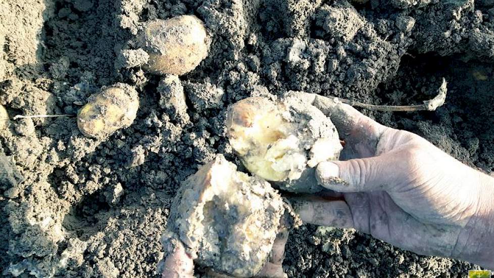 Overvloedige neerslag heeft in Zuidwest-Nederland waterschade in aardappelen veroorzaakt, en dat kan leiden tot rot. (Foto: Luc Remijn)