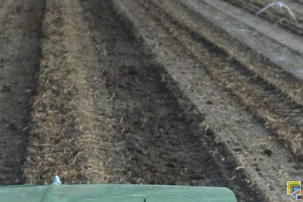 Een recente foto van een perceel aardappelen van Koninklijke Maatschap De Wilhelminapolder.