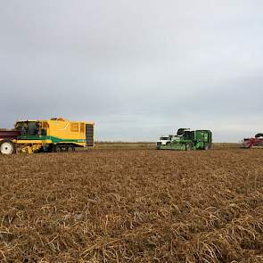 De telers zijn volledig zelfvoorzienend in hun mechanisatie, werken met loonwerkers doen ze niet. ‘Wij hebben bijvoorbeeld drie zelfrijdende aardappelrooiers. Een hoge investering, maar het is niet anders.’