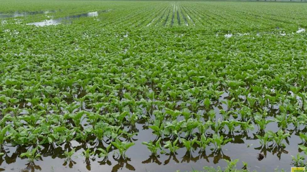 Door de overvloedige regenval en hagelbuien in mei-juni 2016 liepen gebouwen en gewassen in Zuidoost-Brabant schade op.