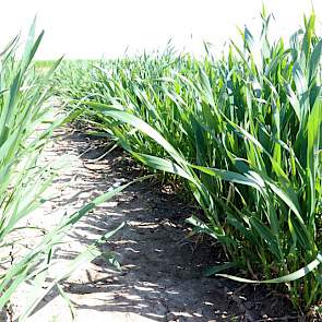 6 mei: Na de lange periode van lage temperaturen en veel neerslag heeft de tarwe in april een flinke inhaalslag gemaakt