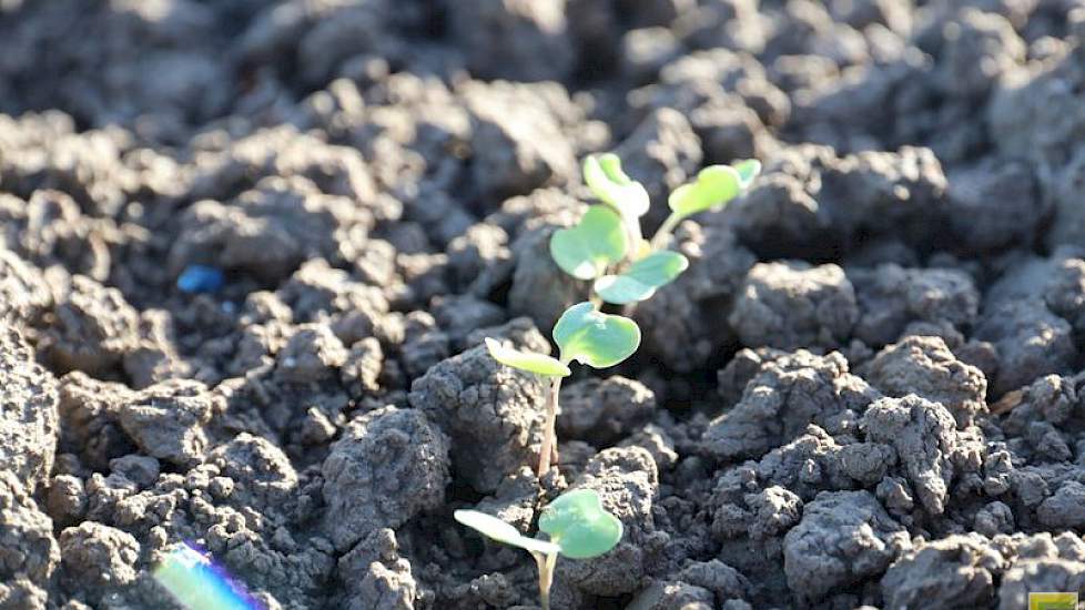 31 oktober: Ook enkele veelbelovende nieuwe rassen koolzaad zijn ingezaaid. De eerste plantjes steken de kop op.