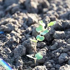 31 oktober: Ook enkele veelbelovende nieuwe rassen koolzaad zijn ingezaaid. De eerste plantjes steken de kop op.