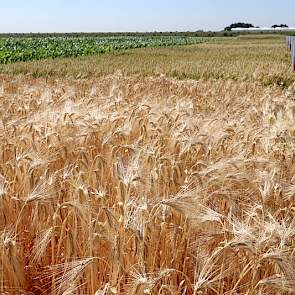2 juli: De wintergerstrassen in de demo zijn al volledig oogstrijp. Zelf een kijkje komen nemen? Op 5 en 7 juli stellen LG, Hazera en SESvanderHave het veredelingsbedrijf in Rilland open: www.deperfecteplant.nl