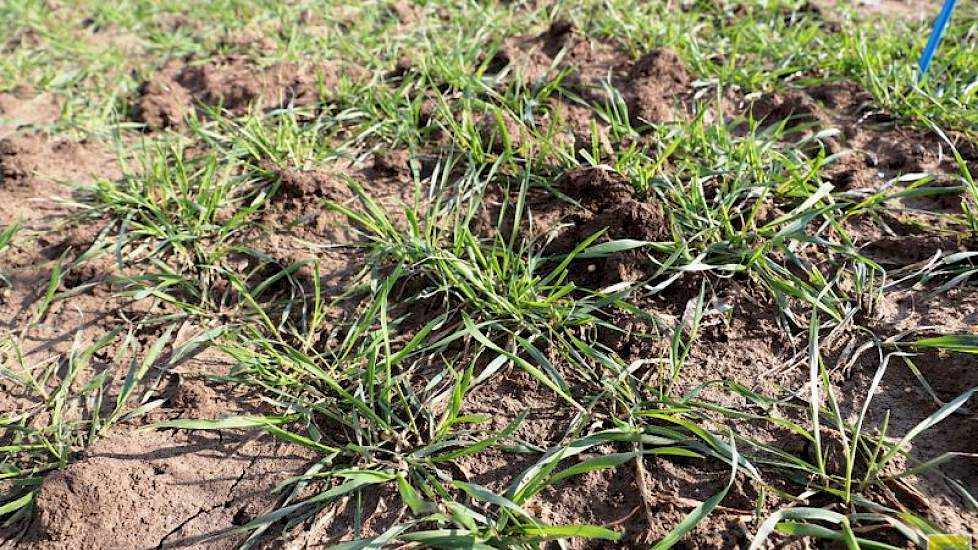 21 maart: Vanwege de lage temperaturen is de tarwe nog niet ver ontwikkeld. De eerste bemesting ligt er op, zodra de temperatuur aantrekt kan de hergroei van start.