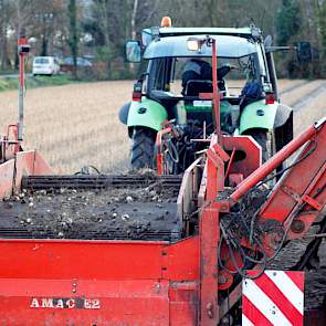 De opbrengsten dit jaar, schat Theo de Wit op zo’n 450.000 bruikbare bollen per hectare.