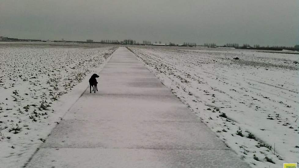 “Ook maar thuis werken dan vanwege code oranje”, zegt akkerbouwmedewerker Rolf van den Berg. Vanuit Hoofddorp in de Haarlemmermeer meldt dat hij een ‘rondje gewasinspectie’ heeft gedaan. “Dat klinkt nuttiger dan 'wandelen met de hond'”, voegt Rolf er grap