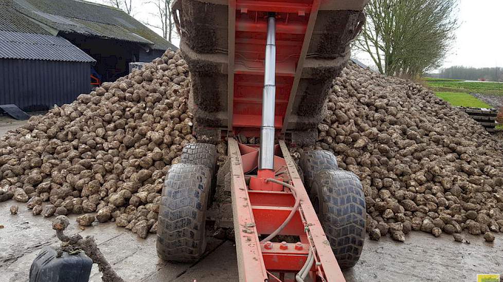 Örjan Schrauwen stuurde bij zijn foto bijgaande tekst: '4 november ook gerooid. 115,1 ton met 17, 22 % suiker = 19.825 kg/suiker ha.'