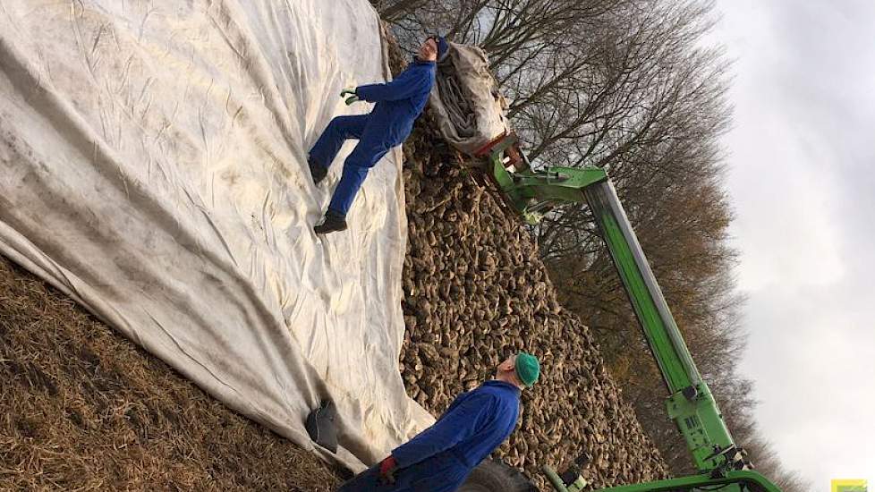 Op 27 november gingen de bieten bij Gert van Oort in Heesch onder zeil. Een paar dagen eerder, op 22 en 23 november, had Van Oort zijn 15 hectare gerooid.  Van Oort: „De bieten liggen onder vliesdoek met onderin een strook noppenfolie. Eind januari worden