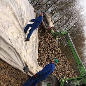 Op 27 november gingen de bieten bij Gert van Oort in Heesch onder zeil. Een paar dagen eerder, op 22 en 23 november, had Van Oort zijn 15 hectare gerooid.  Van Oort: „De bieten liggen onder vliesdoek met onderin een strook noppenfolie. Eind januari worden