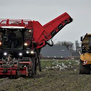 Henk Fokkens vereeuwigde in het Noordgroningse  Hornhuizen hoe de bieten met een Agrifac Exxact OptiTraxx op rupsbanden door Loonbedrijf Dam op  werden gerooid. Voor het transport op het perceel zijn rupsdumpers van  Jelle Bijlsma ingezet. Op de overslag