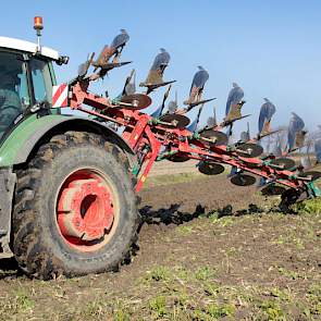 Dit perceel was tweedejaars plantuien, daarna een groenbemester; er gaan aardappelen op.