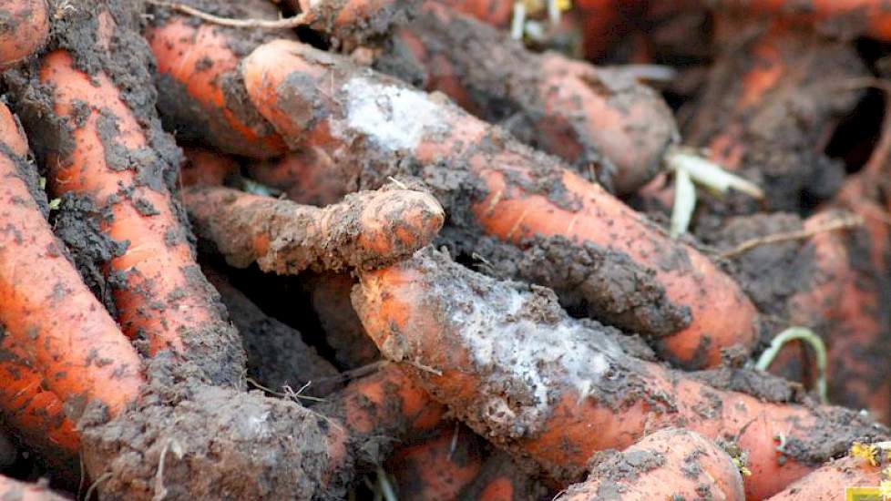 Dit jaar heeft Goense in de bewaarpeen meer last van Phytophtora-ringen, of ringrot zoals hij het zelf noemt. Een gevolg van de overvloedige regenval in het najaar. „Het is nu nog geen probleem, maar dit gaat wel door in de bewaring. Dus ga ik zeker niet