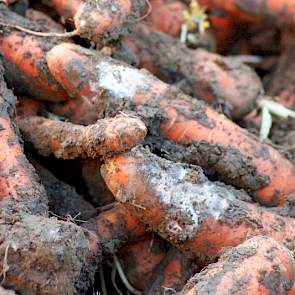 Dit jaar heeft Goense in de bewaarpeen meer last van Phytophtora-ringen, of ringrot zoals hij het zelf noemt. Een gevolg van de overvloedige regenval in het najaar. „Het is nu nog geen probleem, maar dit gaat wel door in de bewaring. Dus ga ik zeker niet