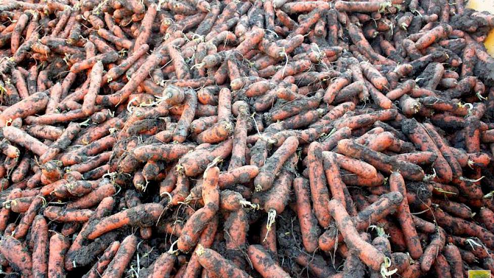 De bruto-opbrengst bij Goense ligt dit jaar op zo’n 90 ton per hectare. Als gevolg van meer tarra dan andere jaren, blijft er volgens de akkerbouwer op Tholen dit jaar netto zo’n 75 ton winterpeen per hectare over.