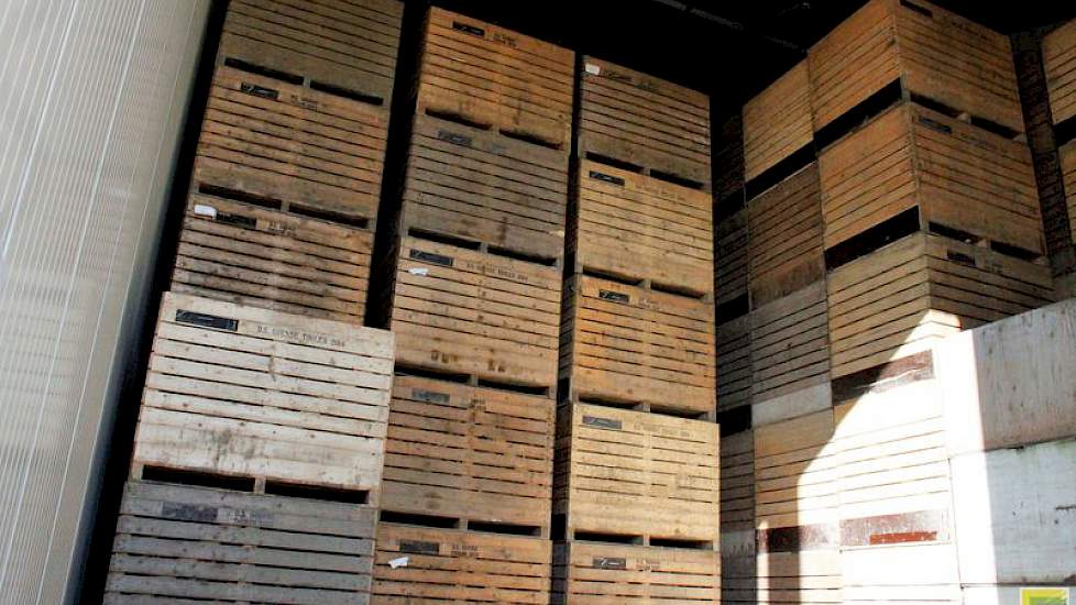 De palletboxen staan hier vijf hoog en in totaal kunnen er 1.200 kisten, verdeeld over drie cellen, in de bewaarloods. De peen staat op 0,5 graad Celsius.