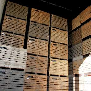 De palletboxen staan hier vijf hoog en in totaal kunnen er 1.200 kisten, verdeeld over drie cellen, in de bewaarloods. De peen staat op 0,5 graad Celsius.