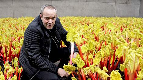 Akkerbouwer Theo Verhoeven in Milheeze (NB) teelt op de grens van Brabant en Limburg al zo’n 18 jaar rabarber. Niet alleen op de volle grond, maar ook op de betonnen vloer van zijn 500 m² grote aardappelbewaarloods. Tot half januari liggen hier nog de aar