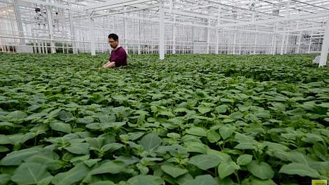 Agrico Research is het innovatiecentrum van Agrico. In het kweekbedrijf wordt gewerkt aan het ontwikkelen van nieuwe aardappelrassen.