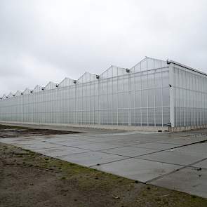 Om nog beter en efficiënter sterke rassen te kweken voor de toekomst is het kassencomplex van Agrico Research afgelopen anderhalf jaar geheel vernieuwd en uitgebreid.