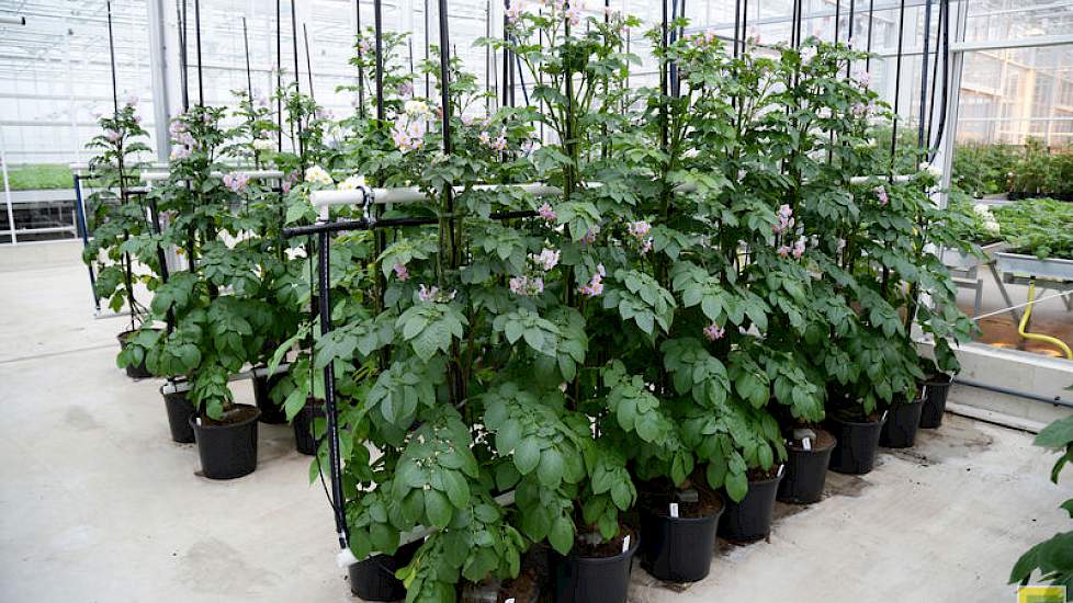 Moederplanten staan aan de basis van al de nieuwe rassen van Agrico.
