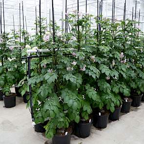 Moederplanten staan aan de basis van al de nieuwe rassen van Agrico.