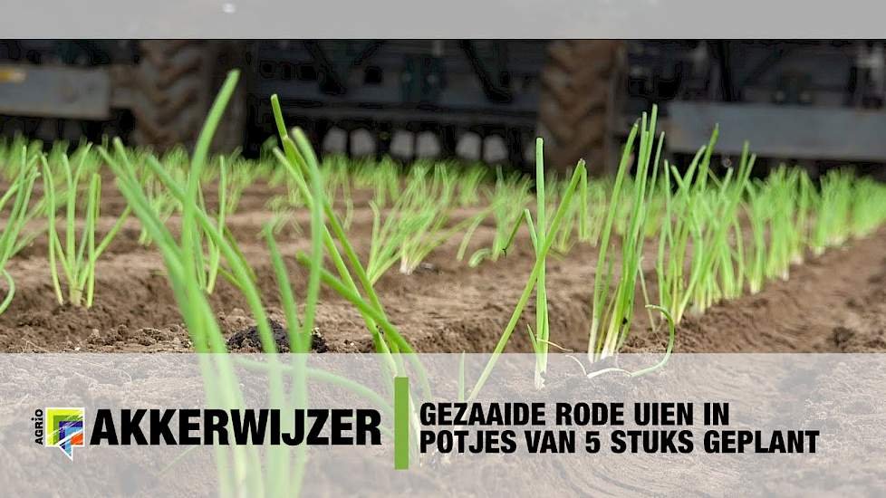Gezaaide rode uien in potjes van 5 stuks geplant - Akkerwijzer.nl