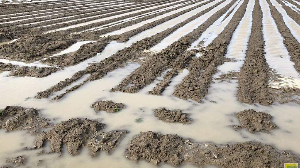 Wateroverlast op de Zeeuwse akkerbouwpercelen.