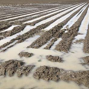 Wateroverlast op de Zeeuwse akkerbouwpercelen.