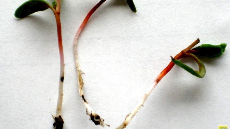 Foto 2. Schade door wortelduizendpoten kenmerkt zich door langgerekte, zwarte vraatplekjes op wortel en hypocotyl.