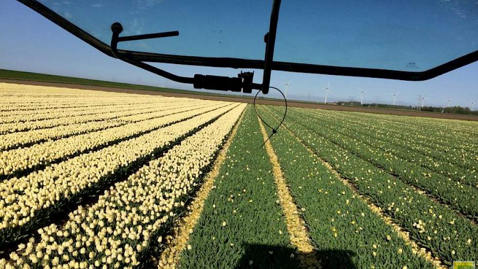 Ralph Ebbers   @billycreil 3 mei: 3 weken gebloeid #sunnyprince, door duizenden toeristen gratis bewonderd. Nu worden ze gekopt om komende winter voor een zacht prijsje op uw vaas te stralen. @StEPTulpen @marcelcreil #BoerBewust #landschapspracht