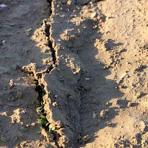 Jan Pieter Bijnagte ‏@Iperen_JP 7 mei: De #bloemen voor #oogst18 scheuren de grond uit #landschapspracht
