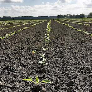 Erik Nagelhoud‏ @ErikNagelhoud 11 mei: Nog wat #landschapspracht, grondstoffen voor iedereen en iedere dag. De #Akker voedt ons allemaal.