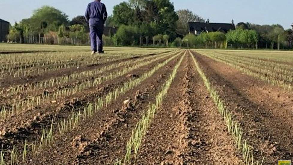 Hein van Olst   @HeinvanOlst 4 mei: Prachtige opkomst van de redtide uien #akker #degrootenslot #trotseboer