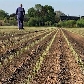 Hein van Olst   @HeinvanOlst 4 mei: Prachtige opkomst van de redtide uien #akker #degrootenslot #trotseboer