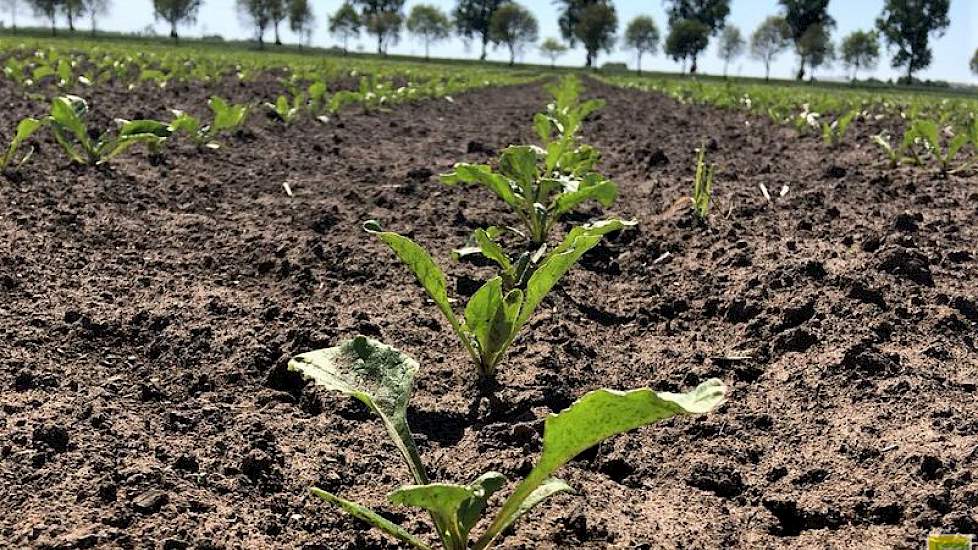 Erik Nagelhoud   @ErikNagelhoud 7 mei: #Landschapspracht gewoon een dagje “kantoor” alles groeit als een gek zoals deze suikerbieten en  zaauien #akker @Agrifirm_Plant @boerbewust maar ook in de sloten veel leven