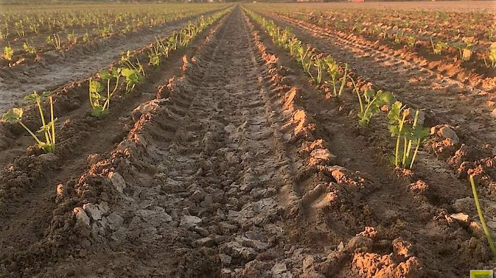 Laurens den Hartigh‏ @LHartigh 4 mei: Deze knolselderij plantjes kunnen verdergroeien en buiten volwassen worden #landschapspracht #BoerBewust
