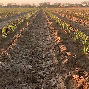 Laurens den Hartigh‏ @LHartigh 4 mei: Deze knolselderij plantjes kunnen verdergroeien en buiten volwassen worden #landschapspracht #BoerBewust