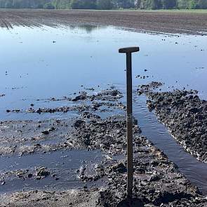 24 uur later op perceel in Schoonloo/Gasselternijveen. Hier viel 64 mm regen. Albert Lensing: „Mais met lange adem (hoop ik).”
