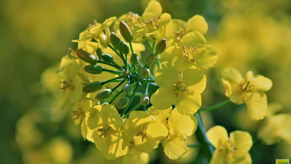 Eeb mannnelijke bloem, te herkennen aan de meeldraden. Door Vandinter Semo moet 99,5%  genetisch zuiver zaaizaad worden aangeleverd. Dit is omdat het zogeheten dubbelnulrassen betreft. Deze rassen zijn vrij van erucazuur en glucosinolaat, inhoudsstoffen i