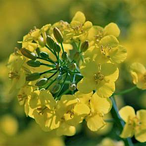 Eeb mannnelijke bloem, te herkennen aan de meeldraden. Door Vandinter Semo moet 99,5%  genetisch zuiver zaaizaad worden aangeleverd. Dit is omdat het zogeheten dubbelnulrassen betreft. Deze rassen zijn vrij van erucazuur en glucosinolaat, inhoudsstoffen i