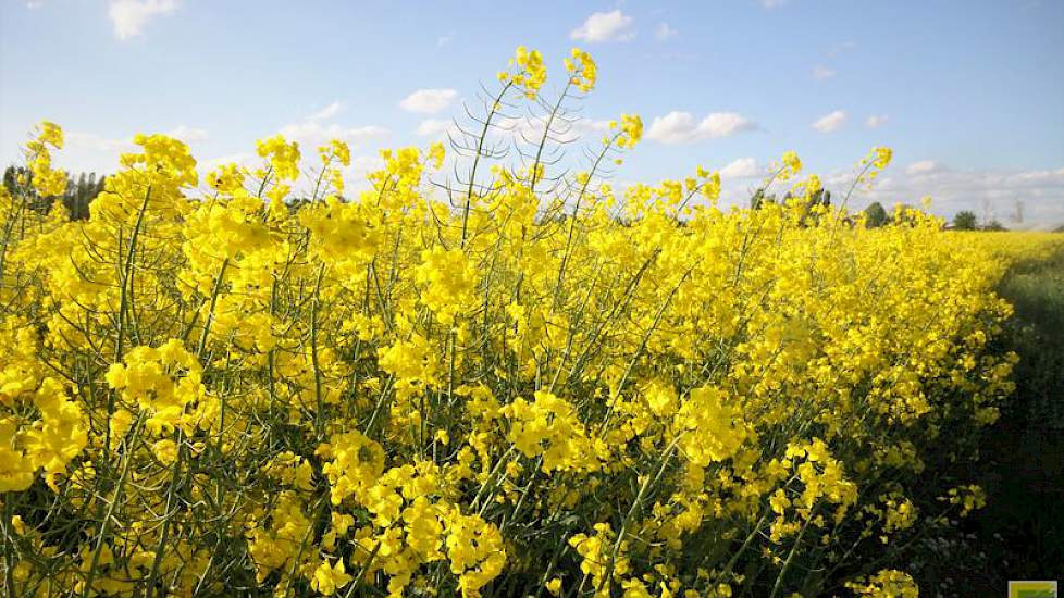 In Nederland staat dit jaar zo’n 1.500 tot 2.000 hectare koolzaad. Hiervan is een ongeveer een derde deel bestemd voor zaaizaadproducties van winter- en zomerkoolzaad. Twee derde betreft  consumptiekoolzaad en wordt gebruikt om olie uit te persen. Het res