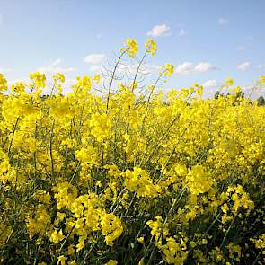 In Nederland staat dit jaar zo’n 1.500 tot 2.000 hectare koolzaad. Hiervan is een ongeveer een derde deel bestemd voor zaaizaadproducties van winter- en zomerkoolzaad. Twee derde betreft  consumptiekoolzaad en wordt gebruikt om olie uit te persen. Het res