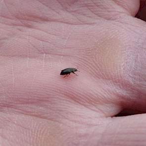 De koolzaadglanskever, een 2 mm groot metaalglanzend kevertje met een lange snuit, is een niet graag geziene gast op de koolzaadvelden. Weliswaar niet talrijk, maar eind april was dit kevertje  ook aanwezig op het Groningse Oldambt. Zowel de larven als de