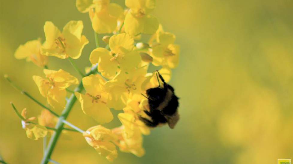 Voor de bestuiving van de vrouwelijke planten is de natuurlijke hulp van bijen, hommels en andere insecten onmisbaar.