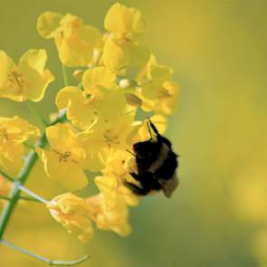 Voor de bestuiving van de vrouwelijke planten is de natuurlijke hulp van bijen, hommels en andere insecten onmisbaar.