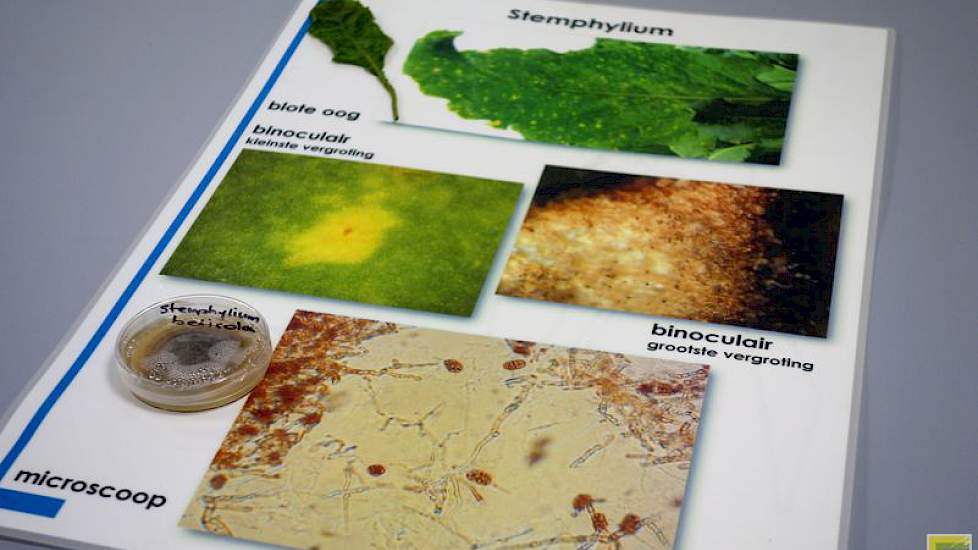 De gevolgen van stemphylium.