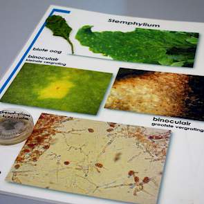 De gevolgen van stemphylium.