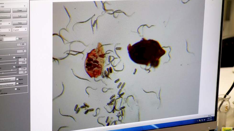 Een live-microscopisch beeld van de activiteiten en ontwikkelingsstadia van bietencysteaaltjes.